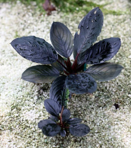 Bucephalandra dark achilles