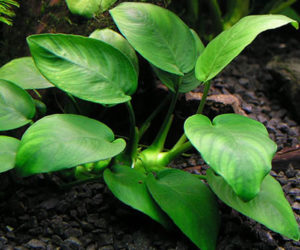 Anubias barteri var. “Coffeefolia”