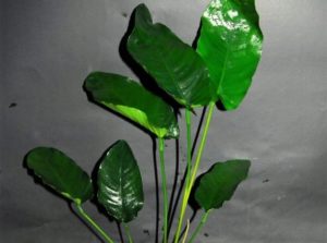 Anubias barteri Broad leaf