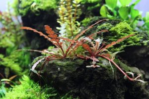 меристемные аквариумные растения