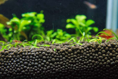 Почему вода в аквариуме зеленеет — что делать, чтобы избавиться от зеленых водорослей