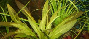 хлороз у аквариумного растения