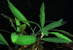 Aridarum caulescens