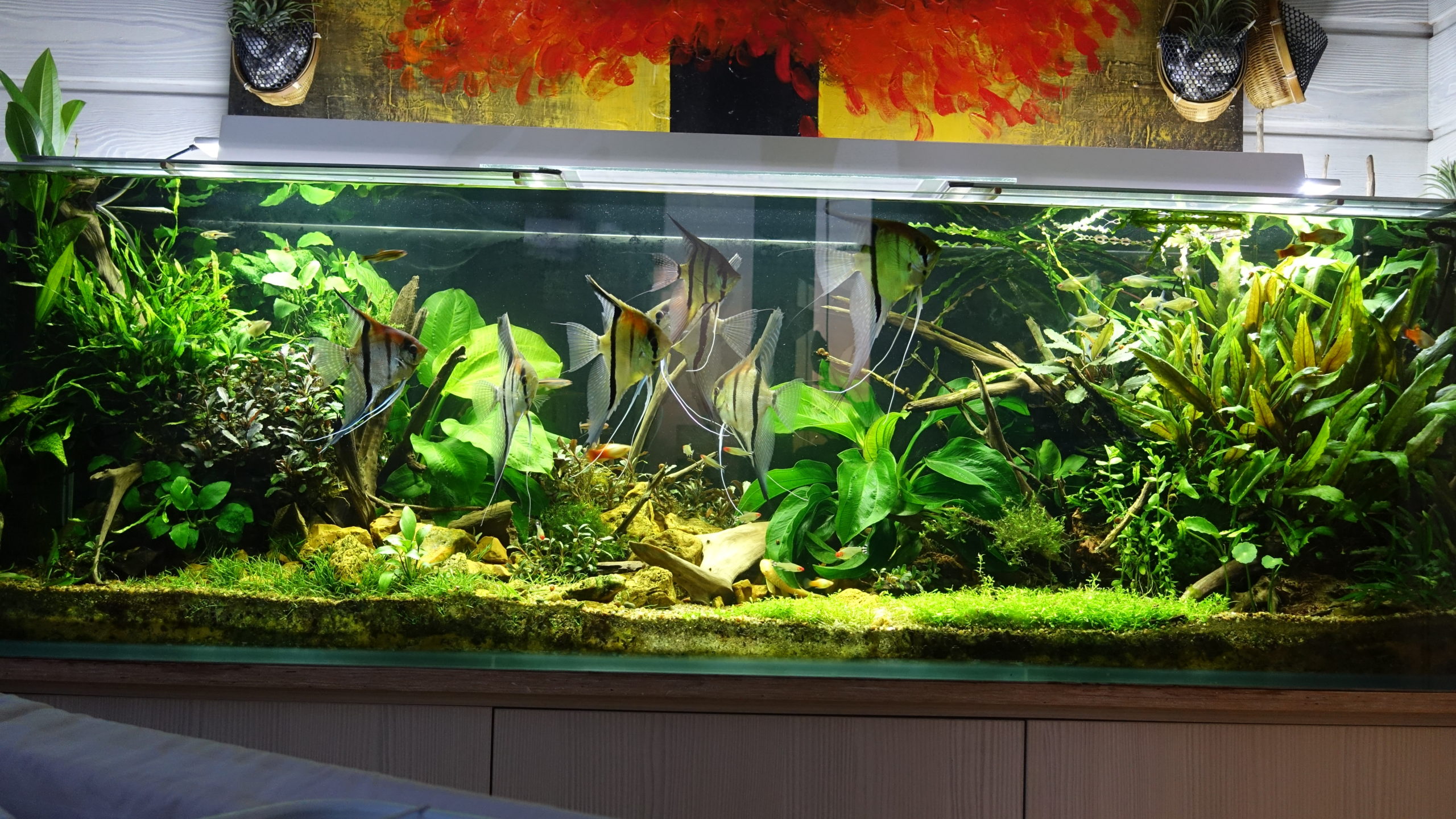 Какое оборудование нужно для аквариума с растениями