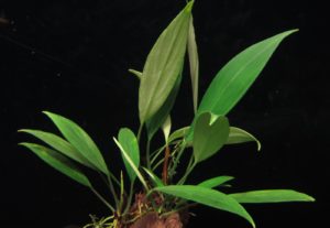 Aridarum nicolsonii