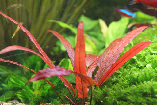 Аквариумные красные растения фото с названиями и описанием