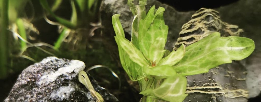 Дубок мексиканский аквариумное растение фото