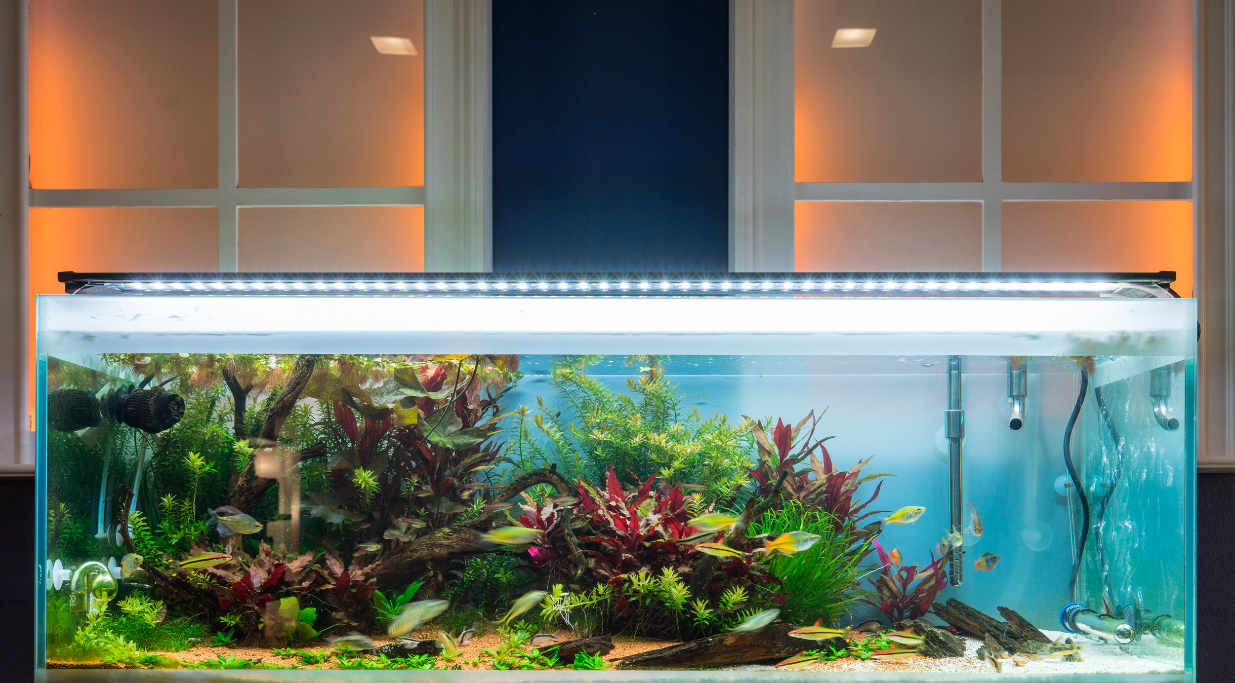 Нужно ли освещение в аквариуме с рыбами