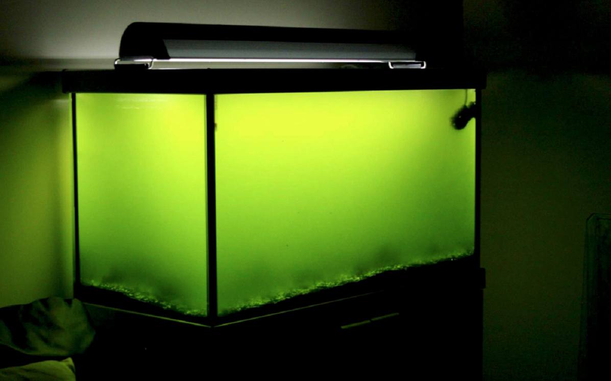 Причины зеленения воды в аквариуме