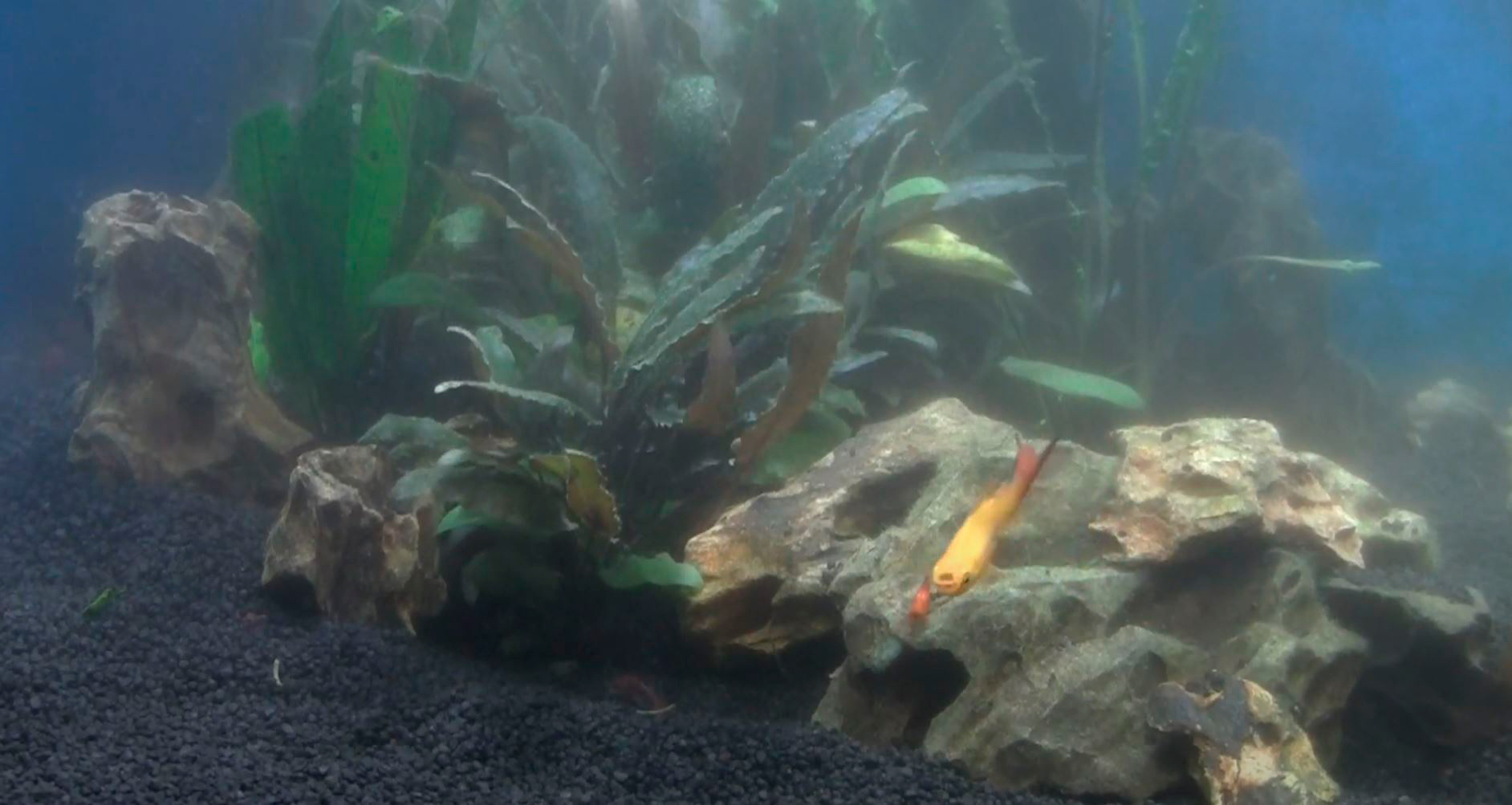 Мутная вода в аквариуме - что делать? | Интернет магазин зоотоваров в Запорожье