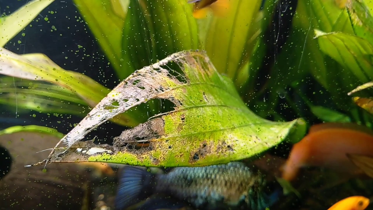 Почему аквариумные растения отмирают