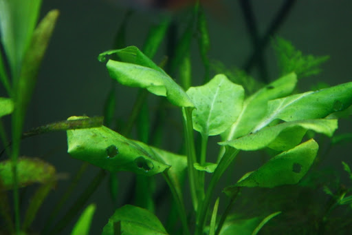 Почему не растут растения в аквариуме? Причины и решения проблемы
