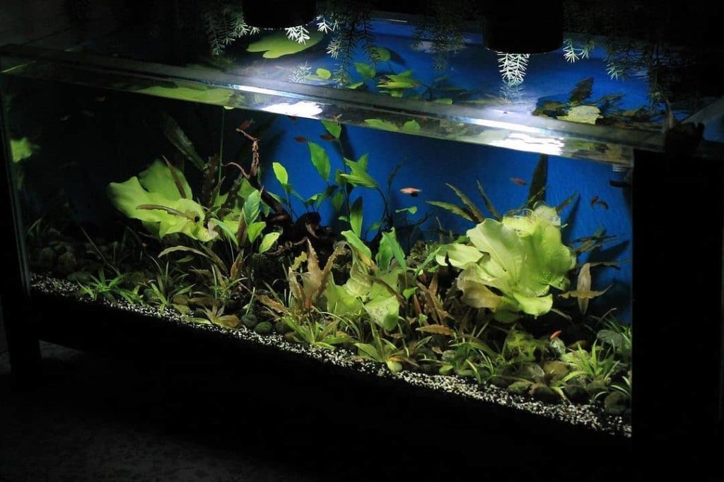 Выключать ли свет в аквариуме ночью. Как защитить аквариум от выключения света. Как обогатить кислородом аквариум если нет электричества.