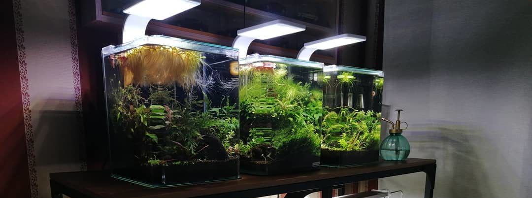 Почему гибнут растения в аквариуме
