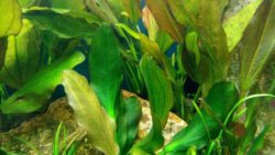 болезнь растений в аквариуме