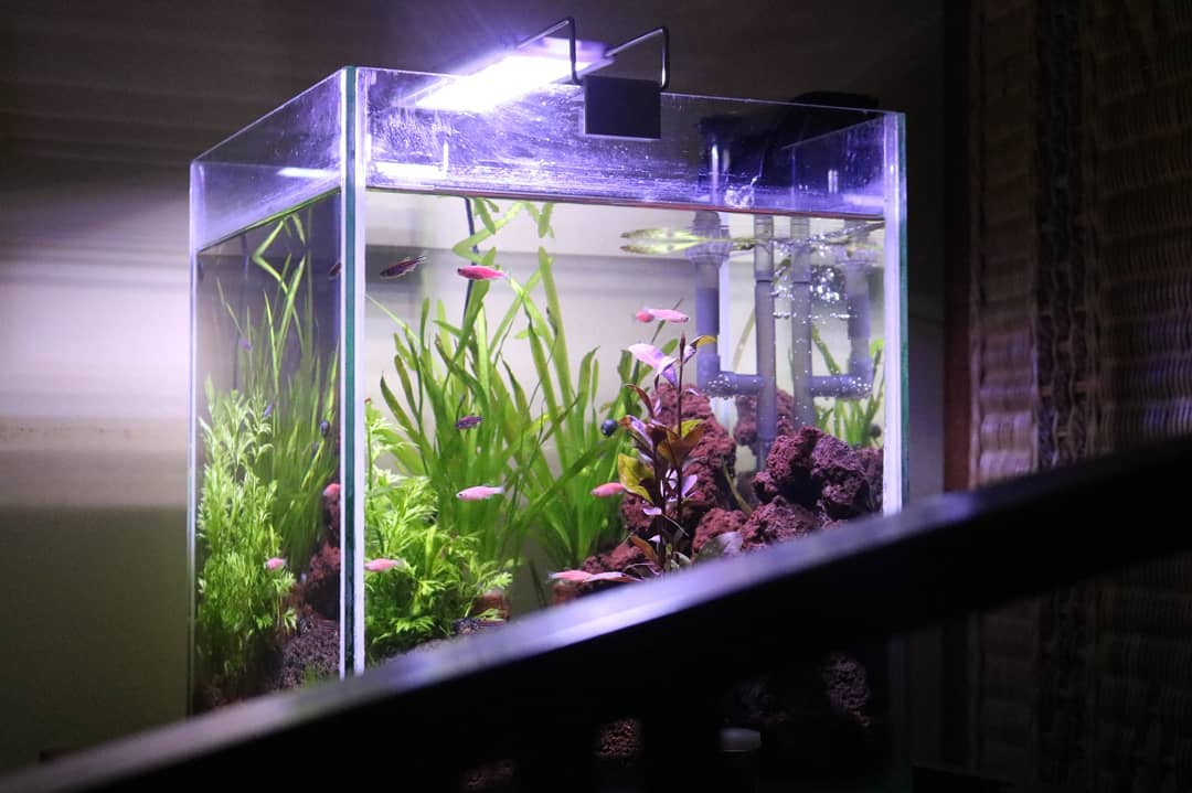 можно ли включать свет в аквариуме при лечении антипаром
