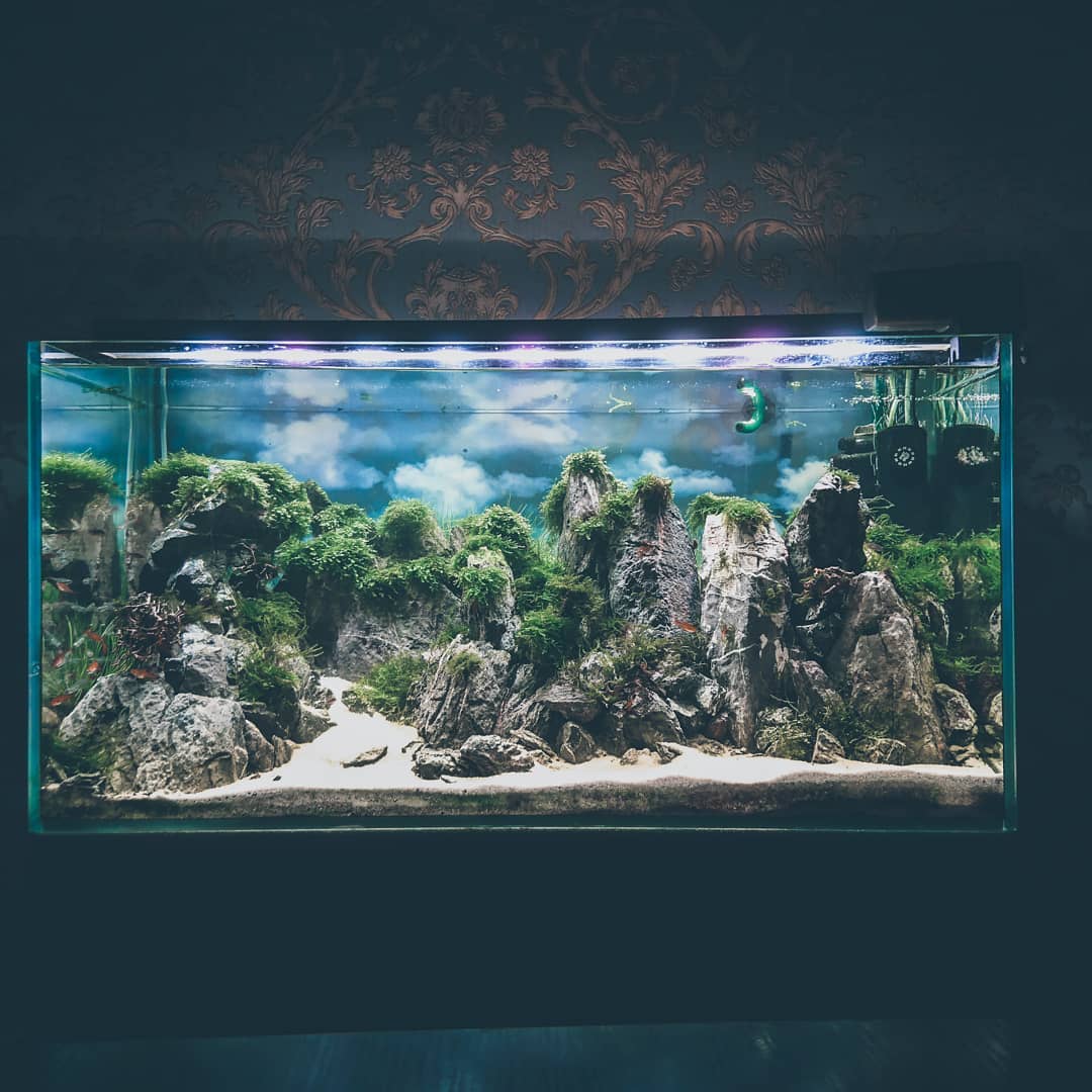 Композиции для аквариума из природных камней и коряг, Iwaguni, Ивагуми