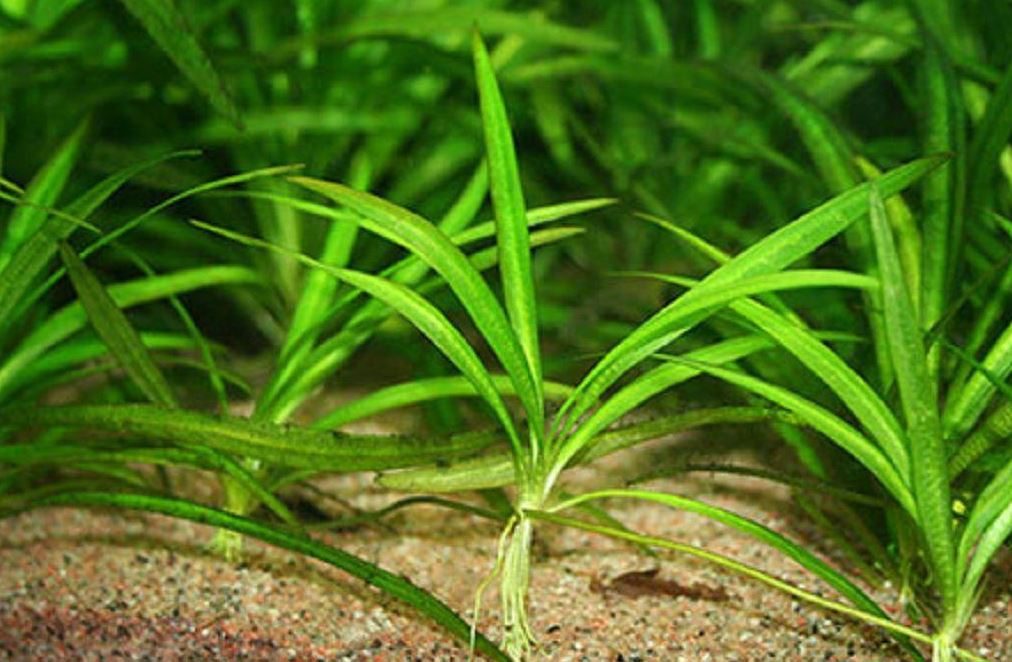 Эхинодорус нежный аквариумное растение фото