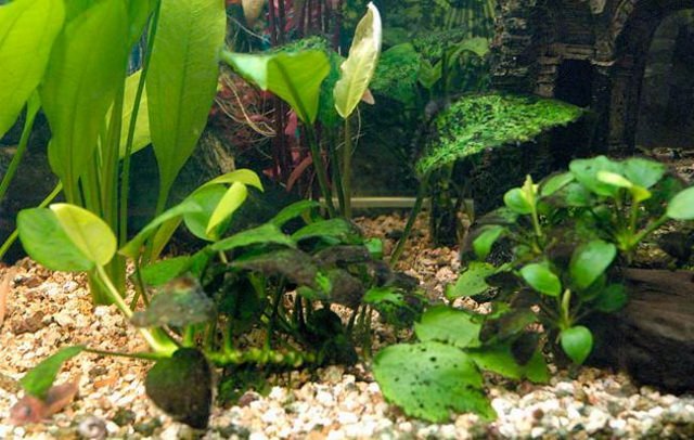 бурые водоросли в новом аквариуме