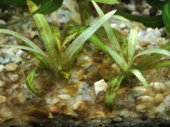 Почему гниют аквариумные растения