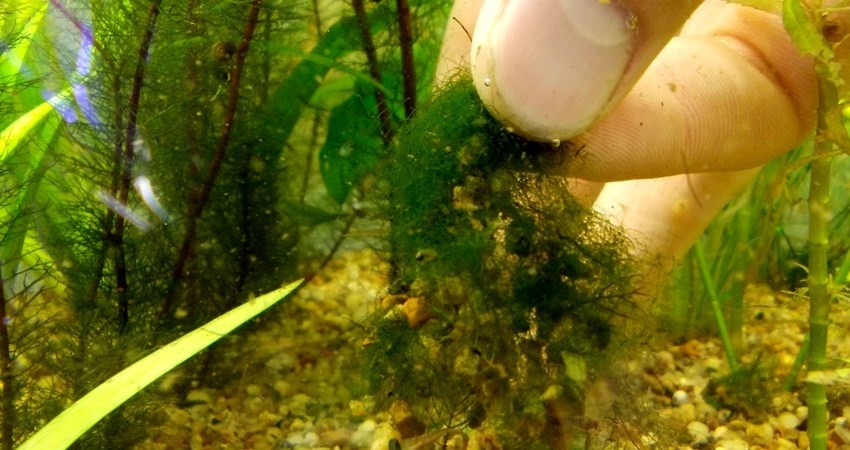 Почему исчезают водоросли в аквариуме