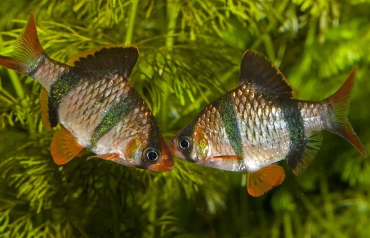 Аквариумные рыбки самки и самцы. Суматранский Барбус аквариумная рыбка. Рыбка Барбус суматранский. Барбусы суматранские. Барбус Суматранус.