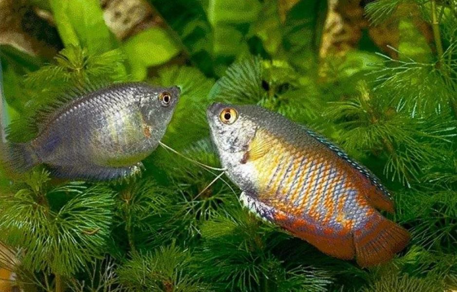 Аквариумные рыбки самки и самцы