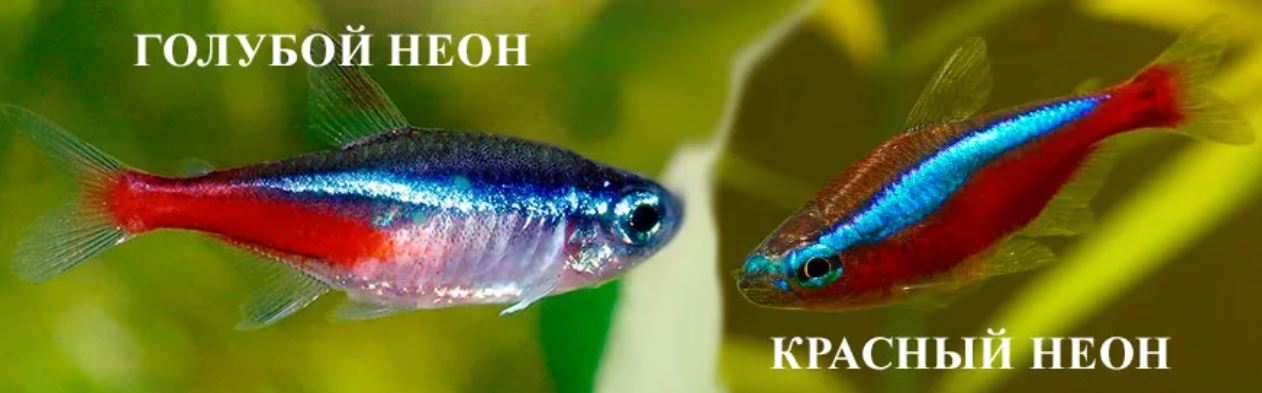 Чем отличается красный от синего. Неон красный рыбка аквариумная. Неон голубой аквариумная рыбка. Красный неон рыбка самец и самка. Синий неон рыбка отличие от красного.