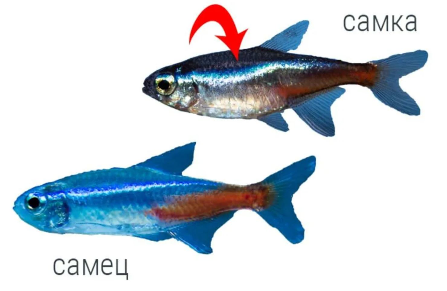Неоны рыбки отличие самки от самца