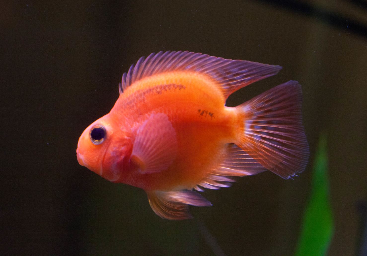 Цихлида Красный попугай (Red Parrot Cichlid): описание, содержание и уход,  разведение, подвиды, фото