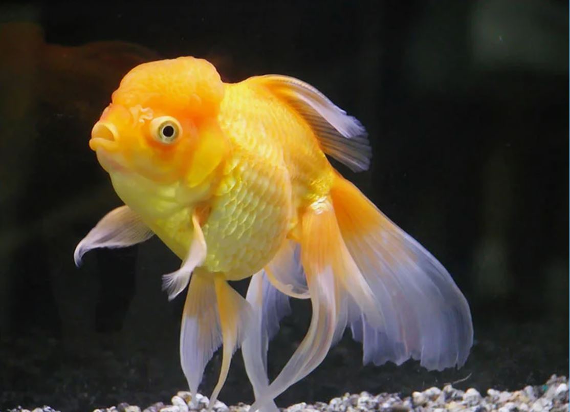 Оранда (Oranda Goldfish): описание, содержание и уход, разведение, подвиды,  фото