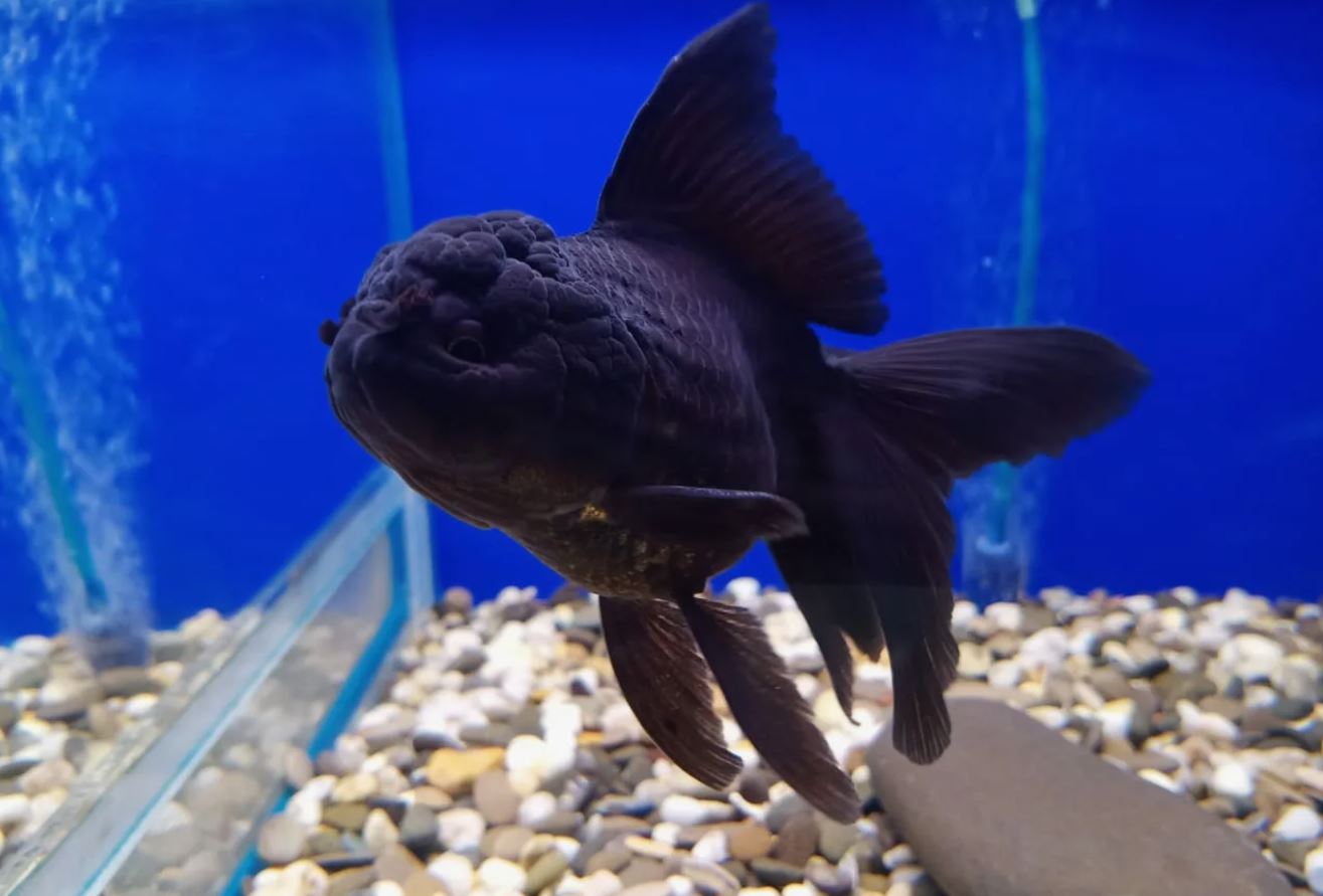 Оранда (Oranda Goldfish): описание, содержание и уход, разведение, подвиды,  фото